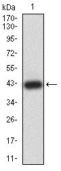 Western blot - Anti-PRKAG3 antibody [1C5D10] (AB233561)