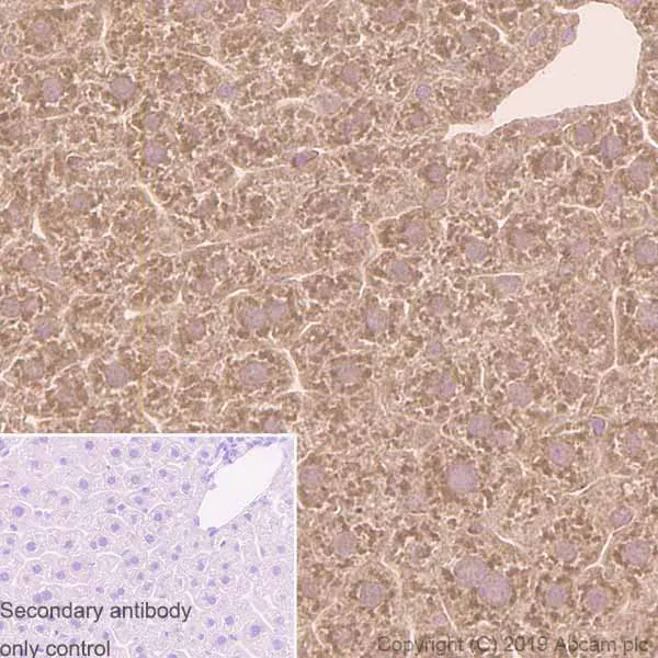 Immunohistochemistry (Formalin/PFA-fixed paraffin-embedded sections) - Anti-PRKAR1A+PRKAR1B antibody [EPR8491] (AB139695)
