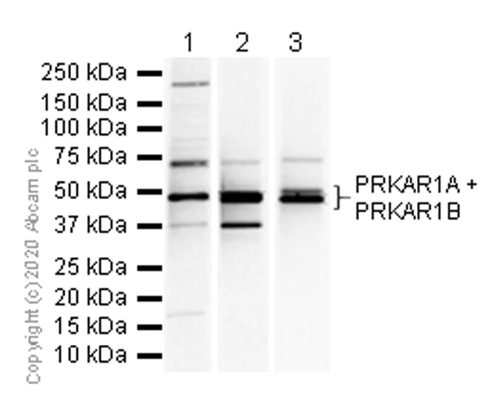 Western blot - Anti-PRKAR1A+PRKAR1B antibody [EPR8491] (AB139695)