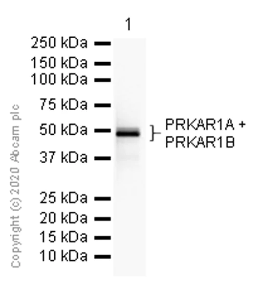 Western blot - Anti-PRKAR1A+PRKAR1B antibody [EPR8491] (AB139695)