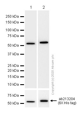 Western blot - Anti-PRKAR1A+PRKAR1B antibody [EPR8491] (AB139695)