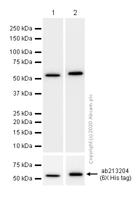 Western blot - Anti-PRKAR1A+PRKAR1B antibody [EPR8491] (AB139695)