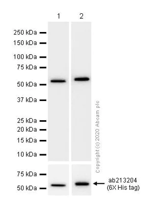 Western blot - Anti-PRKAR1A+PRKAR1B antibody [EPR8491] - BSA and Azide free (AB238924)