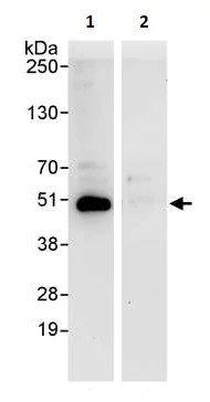 Immunoprecipitation - Anti-PRKAR2 antibody (AB264220)