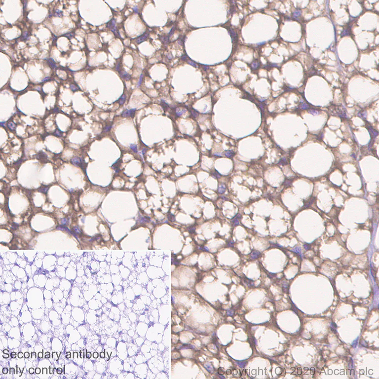 Immunohistochemistry (Formalin/PFA-fixed paraffin-embedded sections) - Anti-PRKAR2B antibody [EP2649Y] - BSA and Azide free (AB239870)