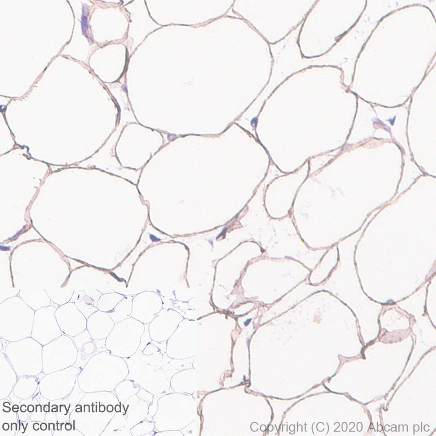 Immunohistochemistry (Formalin/PFA-fixed paraffin-embedded sections) - Anti-PRKAR2B antibody [EP2649Y] - BSA and Azide free (AB239870)