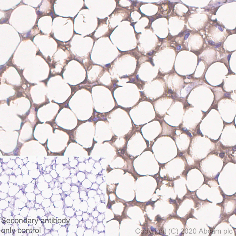 Immunohistochemistry (Formalin/PFA-fixed paraffin-embedded sections) - Anti-PRKAR2B antibody [EP2649Y] - BSA and Azide free (AB239870)