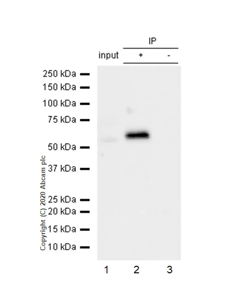 Immunoprecipitation - Anti-PRKAR2B antibody [EP2649Y] - BSA and Azide free (AB239870)