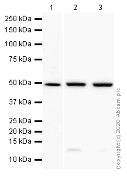 Western blot - Anti-PRKAR2B antibody [EP2649Y] - BSA and Azide free (AB239870)