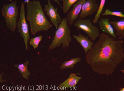 Immunocytochemistry/ Immunofluorescence - Anti-PRKD2 antibody [EP1495Y] (AB51250)