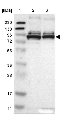 Western blot - Anti-PRKRIR antibody (AB246889)