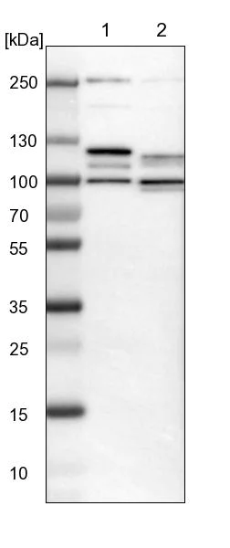 Western blot - Anti-PRKRIR antibody (AB246889)