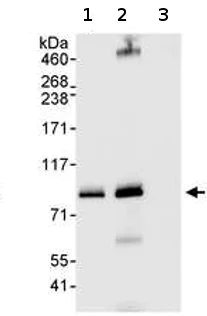 Immunoprecipitation - Anti-PRKRIR antibody (AB70334)