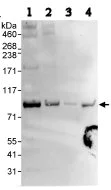 Western blot - Anti-PRKRIR antibody (AB70334)