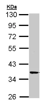 Western blot - Anti-PRKX antibody (AB154739)