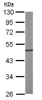 Western blot - Anti-PRKX antibody (AB154739)