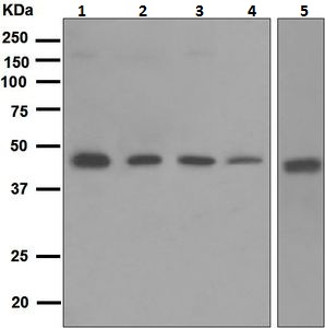 Western blot - Anti-PRKX antibody [EPR4840] (AB109389)