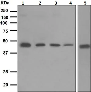 Western blot - Anti-PRKX antibody [EPR4840] - BSA and Azide free (AB247844)