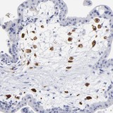 Immunohistochemistry (Formalin/PFA-fixed paraffin-embedded sections) - Anti-PRL-1 antibody (AB121185)