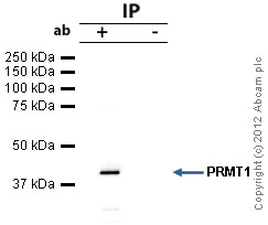 Immunoprecipitation - Anti-PRMT1 antibody (AB73246)