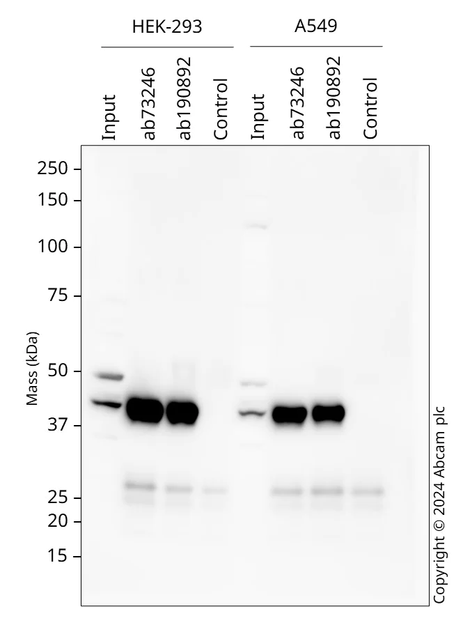 Western blot - Anti-PRMT1 antibody (AB73246)