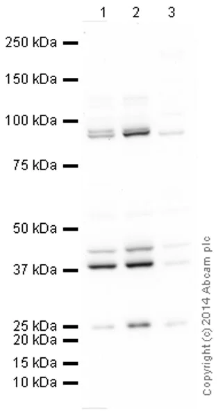 Western blot - Anti-PRMT1 antibody (AB73246)