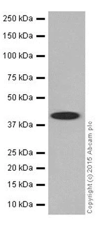 Western blot - Anti-PRMT1 antibody [EPR18344] (AB190892)