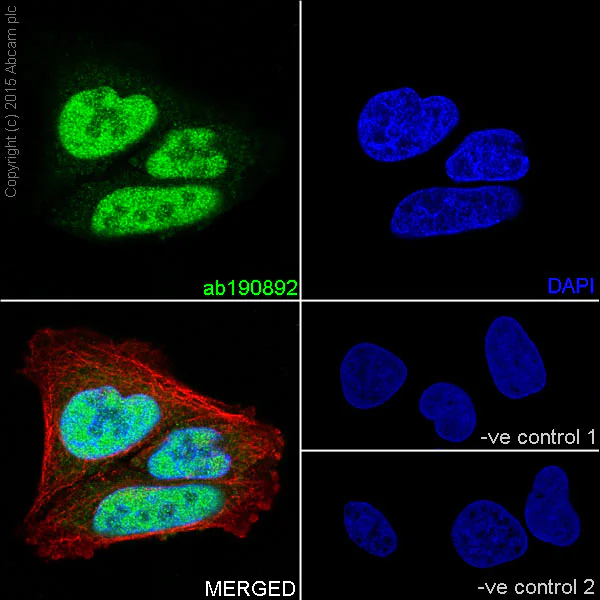 Immunocytochemistry/ Immunofluorescence - Anti-PRMT1 antibody [EPR18344] - BSA and Azide free (AB240314)