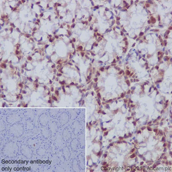 Immunohistochemistry (Formalin/PFA-fixed paraffin-embedded sections) - Anti-PRMT1 antibody [EPR18344] - BSA and Azide free (AB240314)