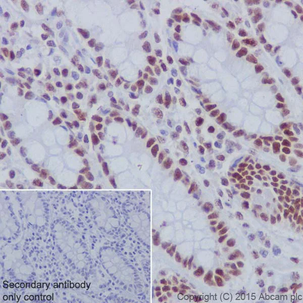 Immunohistochemistry (Formalin/PFA-fixed paraffin-embedded sections) - Anti-PRMT1 antibody [EPR18344] - BSA and Azide free (AB240314)