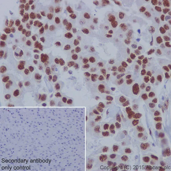 Immunohistochemistry (Formalin/PFA-fixed paraffin-embedded sections) - Anti-PRMT1 antibody [EPR18344] - BSA and Azide free (AB240314)