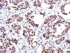 Immunohistochemistry (Formalin/PFA-fixed paraffin-embedded sections) - Anti-PRMT1 antibody [EPR3292] - BSA and Azide free (AB247532)