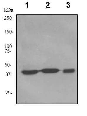 Western blot - Anti-PRMT1 antibody [EPR3292] - BSA and Azide free (AB247532)