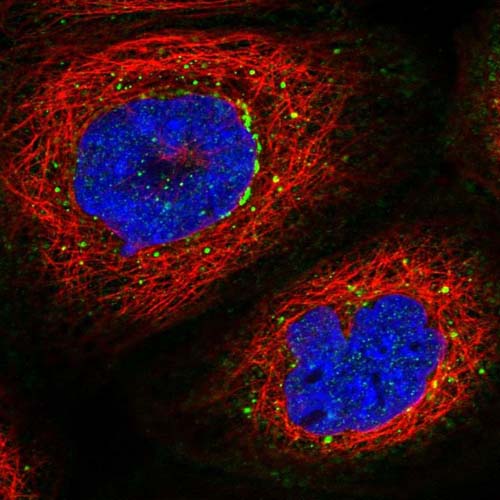 Immunocytochemistry/ Immunofluorescence - Anti-PRMT10 antibody (AB122374)