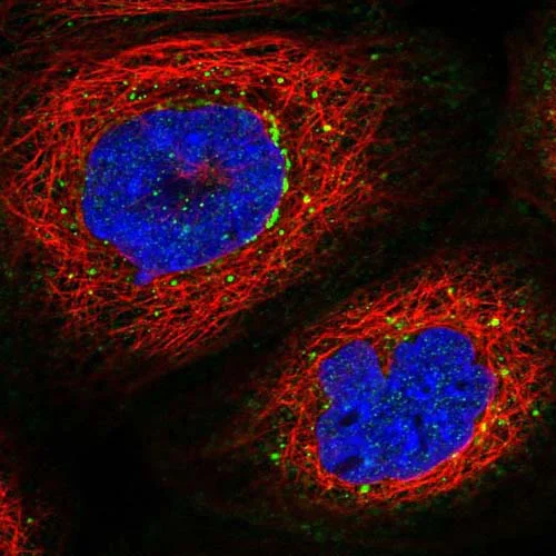 Immunocytochemistry/ Immunofluorescence - Anti-PRMT10 antibody (AB122374)