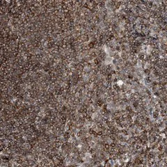 Immunohistochemistry (Formalin/PFA-fixed paraffin-embedded sections) - Anti-PRMT10 antibody (AB122374)