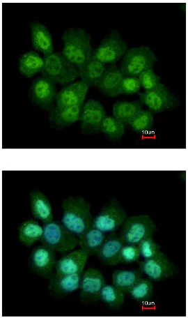 Immunocytochemistry/ Immunofluorescence - Anti-PRMT2/HMT1 antibody (AB154154)