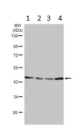 Western blot - Anti-PRMT2/HMT1 antibody (AB154154)