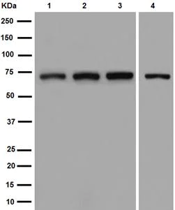 Western blot - Anti-PRMT3 antibody [EPR13279] (AB191562)