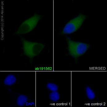 Immunocytochemistry/ Immunofluorescence - Anti-PRMT3 antibody [EPR13279] - BSA and Azide free (AB240322), expandable thumbnail