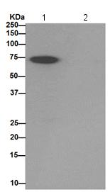 Immunoprecipitation - Anti-PRMT3 antibody [EPR13279] - BSA and Azide free (AB240322), expandable thumbnail