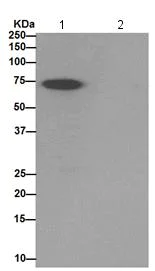 Immunoprecipitation - Anti-PRMT3 antibody [EPR13279] - BSA and Azide free (AB240322)