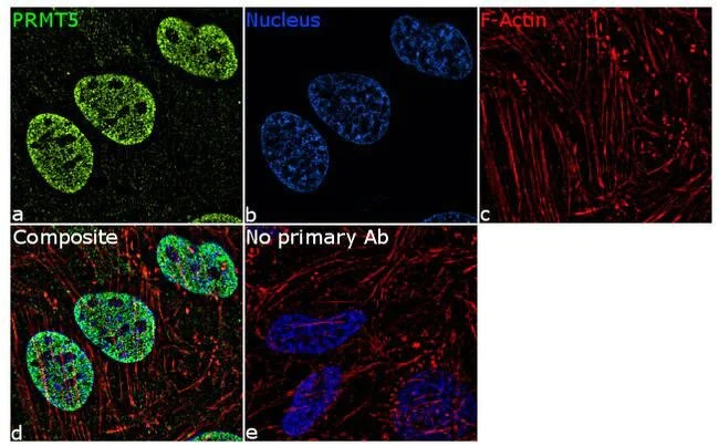 Immunocytochemistry - Anti-PRMT5 antibody [3HCLC] (AB277792)