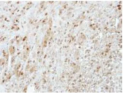 Immunohistochemistry (Formalin/PFA-fixed paraffin-embedded sections) - Anti-PRMT5 antibody (AB151321)