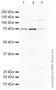 Western blot - Anti-PRMT5 antibody - C-terminal (AB31751)