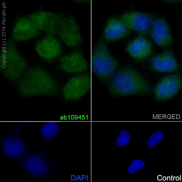 Immunocytochemistry/ Immunofluorescence - Anti-PRMT5 antibody [EPR5772] (ab109451), expandable thumbnail