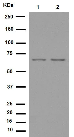 Western blot - Anti-PRMT5 antibody [EPR5772] (AB109451)