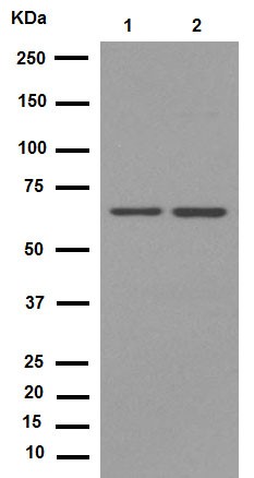 Western blot - Anti-PRMT5 antibody [EPR5772] (AB109451), expandable thumbnail