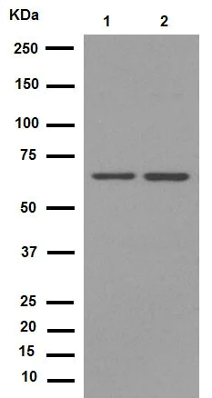 Western blot - Anti-PRMT5 antibody [EPR5772] (AB109451)