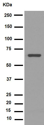 Western blot - Anti-PRMT5 antibody [EPR5772] (AB109451)